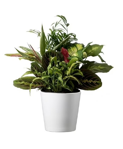 Combo House Plant 