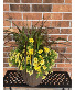 Combo Patio Pot 