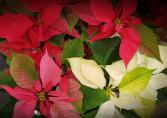 Combo Poinsettia  