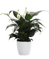 Comfort and Peace-Lily Green Plant