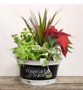 Comfort & Joy Festive Planter