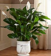 Comfort Peace Lily (Large) 