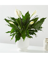 Comfort & Peace Lily plant