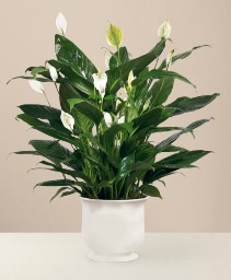 Comfort Peace Lily Planter 