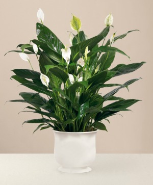 Comfort Peace Lily Planter in Auburn, AL | AUBURN FLOWERS & GIFTS Comfort Peace Lily Planter in Auburn, AL | AUBURN FLOWERS & GIFTS