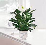 Comfort Peace Lily (Small) 