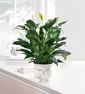 Comfort Plant Plant