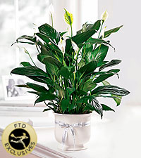 Comfort Planter