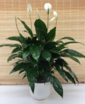 Comfort Planter Peace Lily