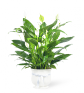 Comfort Planter