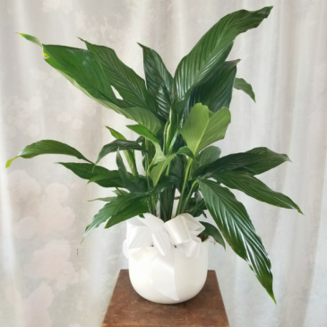 Comfort Planter