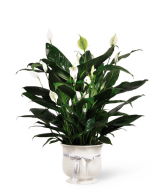Comfort Planter 6 inch Sympathy