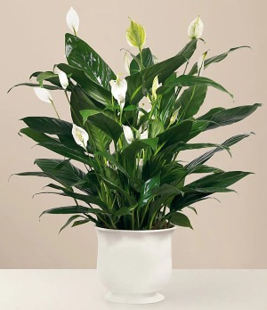 Peace Lily with ceramic planter 