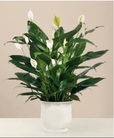 Comfort Planter in Fork Union, VA | Scarlett's Flowers & Gift Basket Comfort Planter in Fork Union, VA | Scarlett's Flowers & Gift Basket
