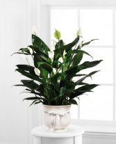 Comfort Planter 8 Inch