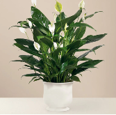 Comfort Planter  Ceramic Container 6" Plant