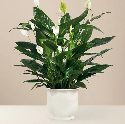 Comfort Planter  Ceramic Container 6