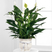 Comfort Planter CPP