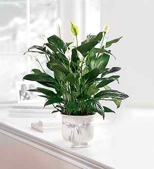 Comfort Planter Peace Lily