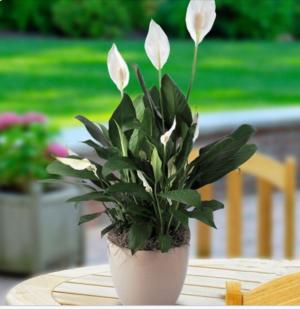 Comfort Planter Green plant- peace lily