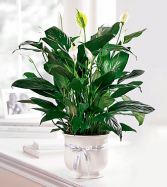 Comfort Planter Peace Lilly