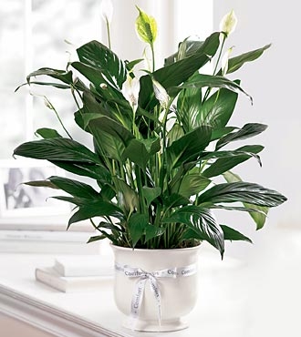 PEACE LILY COMFORT PLANTER THINKING OF YOU