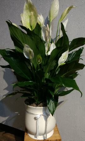 Comfort Planter