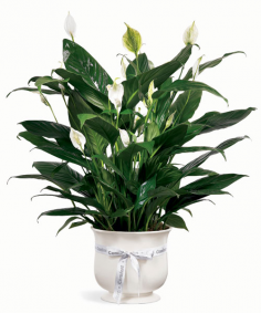Category Image