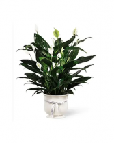 Comfort Planter Plant