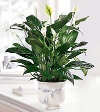 COMFORT PLANTER Serene Beauty of a Peace Lily Plant in Ceramic Planter