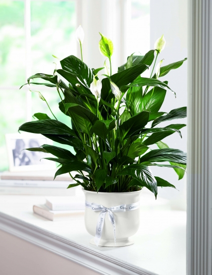 Comfort Planter Graceful  Peace Lily in Comfort Container