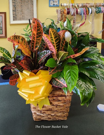Comforting Memories Living Plant