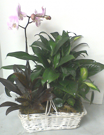 Comination Wicker Plant Basket