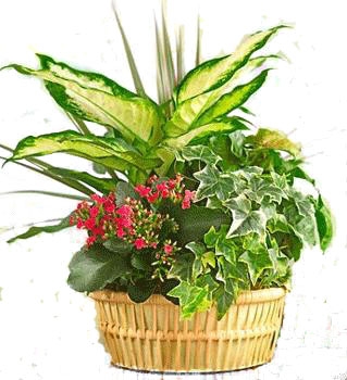 COMTENPORATY DISH GARDEN