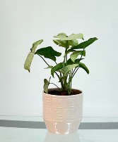 Confetti Dream Syngonium House Plant
