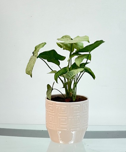 Confetti Dream Syngonium House Plant