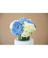 CONTAINER FULL OF HYDRANGEAS 