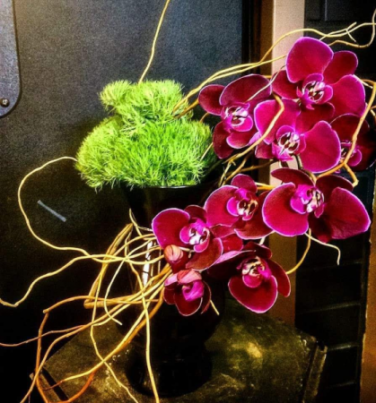 Contemporary Orchids Valentine's Day