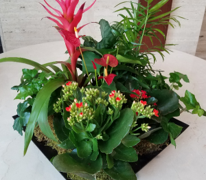 Contemporary Plant Garden in Charlotte, NC | FLOWERS PLUS Contemporary Plant Garden in Charlotte, NC | FLOWERS PLUS