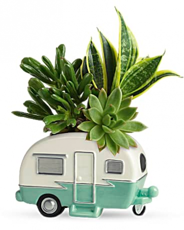 Cool Camper Succulent For Him or Her