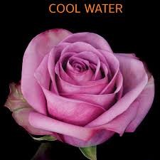 Cool Water Rose 