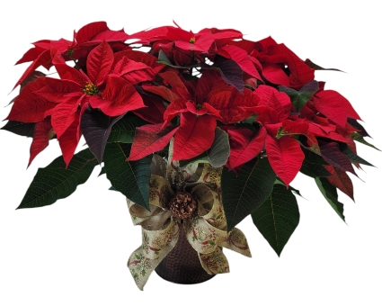 Copper Pot Poinsettia 