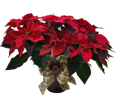 Copper Pot Poinsettia 