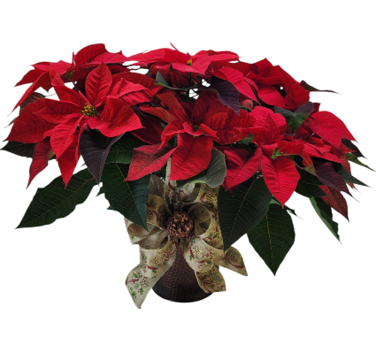 Copper Pot Poinsettia 