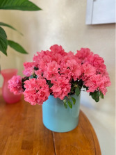 Coral Azalea in Designers Ceramic 