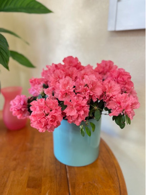 Coral Azalea in Designers Ceramic 