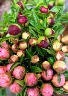 Seasonal Peonies Fresh Flower Bouquet