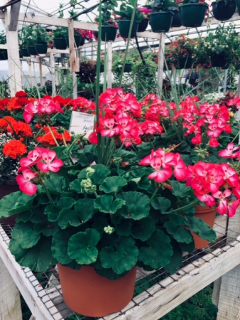 Geranium Mixed Annual Planter Greenhouse Annual- Assorted Colors