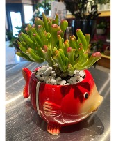 Coral Jade in Fish Pot Succulent 