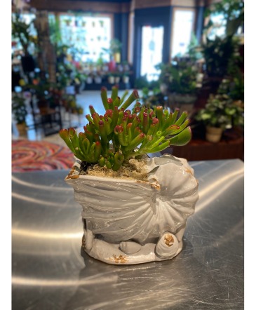 Coral Jade in Shell Pot Succulent  in South Milwaukee, WI | PARKWAY FLORAL INC.